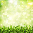 Green grass. Abstract natural backgrounds
