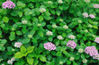 紫陽花