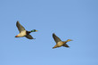 Two mallard ducks in flight