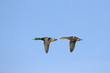Two mallard ducks in flight against blue sky