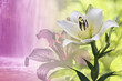 Magische Lilien