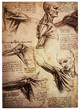Old Anamtomical Drawings By Le...