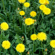 dandeloin