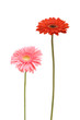 two daisy