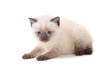 Photo: little fluffy Siamese cat little fluffy Siamese cat