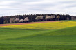Rapsfeld