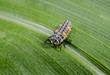 ladybird larva, head in focus