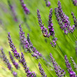 Photo: Provence - Abeille & Lavandes Provence - Abeille & Lavandes