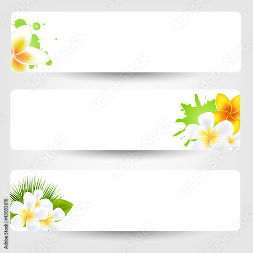 Vektor: Banners With Flowers Frangipani Banners With Flowers Frangipani
