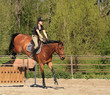 Young woman with a brown horse jump an obstacle