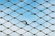 Photo: squarcio in rete metallica squarcio in rete metallica