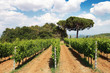 Foto: Rows of Grape Vines in Tuscany Vineyard, Italy Rows of Grape Vines in Tuscany Vineyard, Italy
