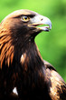 Steinadler