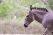 Donkey