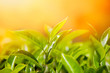 Tea leaves