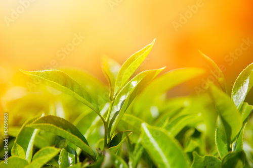 Photo: Tea leaves Tea leaves