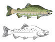 Hunchback salmon fish