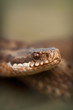 Photo: European Adder European Adder
