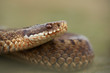 Photo: European Adder European Adder