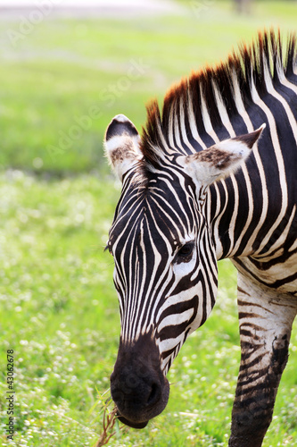 Photo: One zebra One zebra