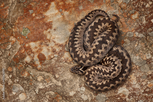 Photo: European Adder on Sandstone European Adder on Sandstone