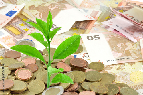 Foto: argent et plante, concept investissement argent et plante, concept investissement