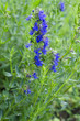 Photo: Hyssopus officinalis / Hysope officinal Hyssopus officinalis / Hysope officinal