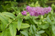 Photo: Spiraea x billiardii / Spirée Spiraea x billiardii / Spirée