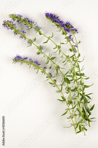 Photo: Hyssopus officinalis / Hysope officinal Hyssopus officinalis / Hysope officinal