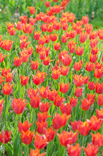 Foto: Flowers tulips in the garden Flowers tulips in the garden