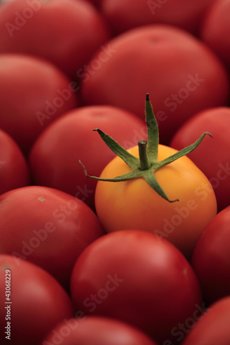 Photo: Many red tomatoes and one yellow in the center, full frame Many red tomatoes and one yellow in the center, full frame
