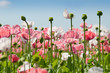 rosa und weisser Mohn