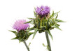 Mariendistel (Silybum marianum) Detail von Blüten