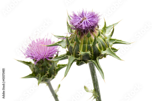 Photo: Mariendistel (Silybum marianum) Detail von Blüten Mariendistel (Silybum marianum) Detail von Blüten