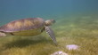 the loggerhead turtle filmed underwater in mexico