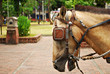 Horse Saddled and with Blinds