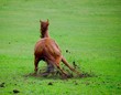 Pferd Vollbremsung