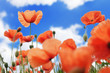 Photo: klatschmohn klatschmohn