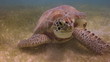 the loggerhead turtle filmed underwater in mexico