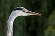 Heron at Regent's Park in London