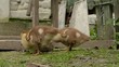 Video: ducklings ducklings