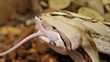 Würgeschlange frisst Maus Boa Constrictor