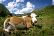 wild cow