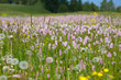 Prato in fiore Alpe di Siusi