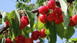 Video: Ripe cheries on the tree. Ripe cheries on the tree.