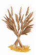 Foto: bunch of ears of wheat bunch of ears of wheat
