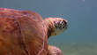 the loggerhead turtle filmed underwater in mexico