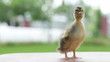 one little duckling standing and twitting