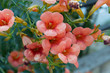Peachy Blossom