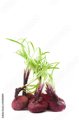 Foto: onion onion